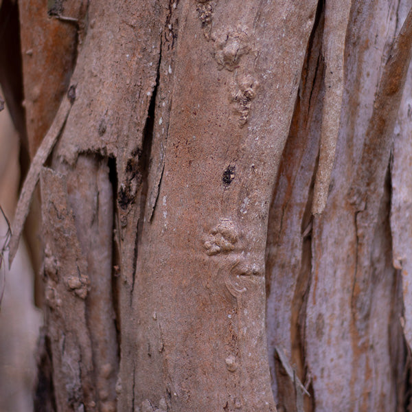 Australian Bark and Native ingredients